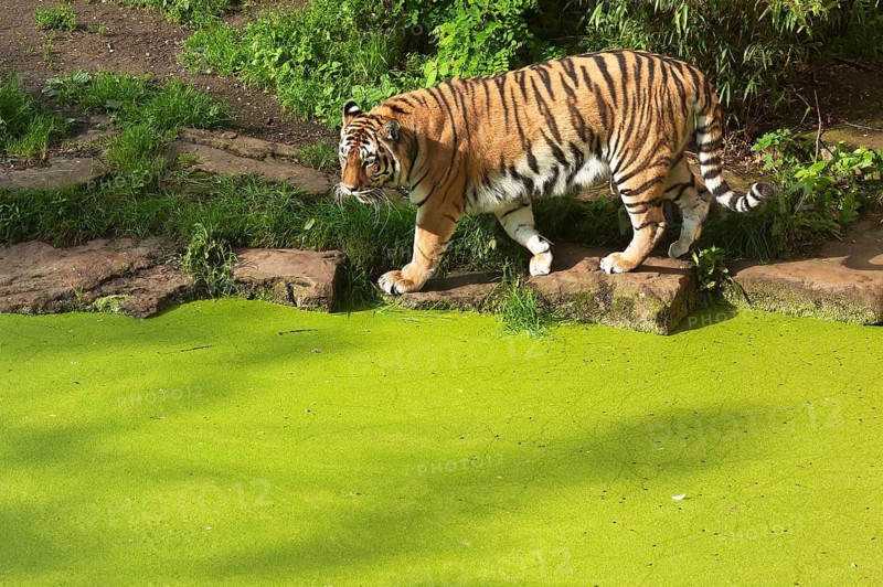 Siberian tigers (Panthera tigris altaica) at the moat, in captivity, Germany