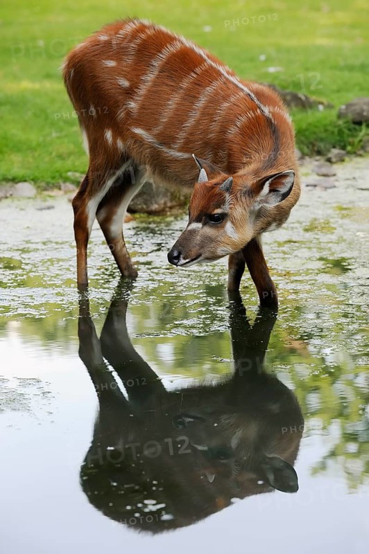 Western Sitatunga (Tragelaphus spekii gratus), male, captive, occurrence in Africa
