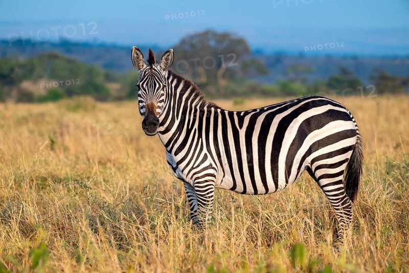 Plains zebra (Equus quagga) in the savannah, Serengeti National Park, Tanzania
