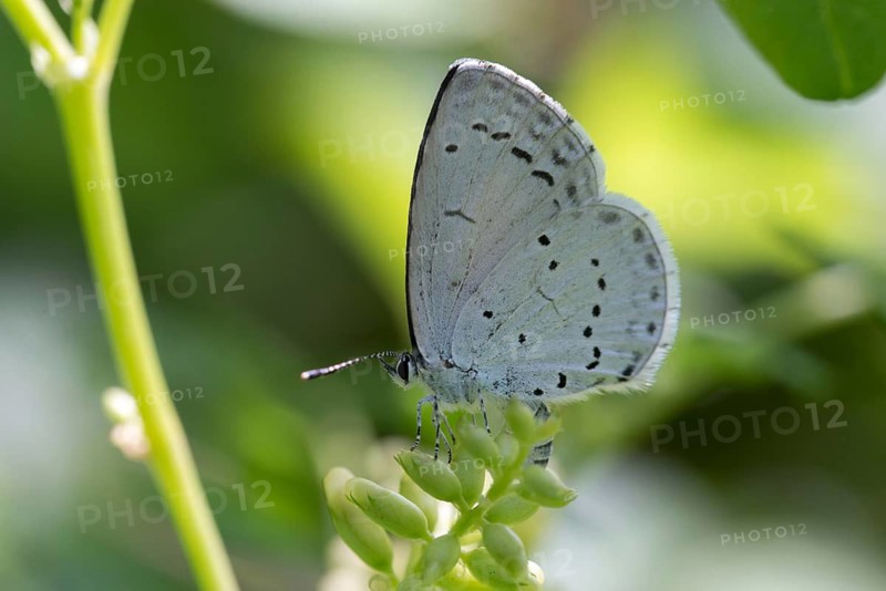 Celastrina argiolus, buckthorn blue, holly blue, blue, butterfly, insects, butterfly, butterflies, butterflies, butterflies