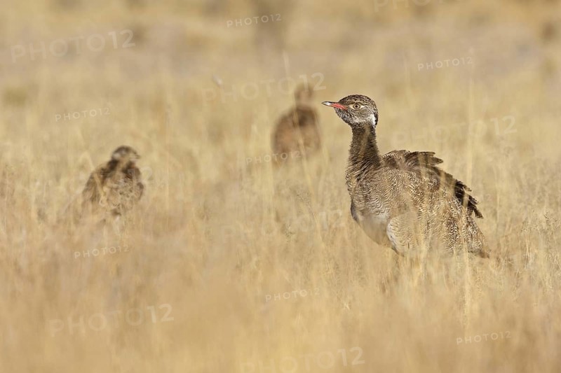 Southern Black Korhaan (Afrotis afra), Oshikoto, Namibia