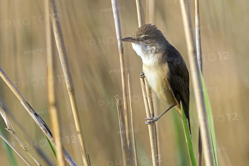 Reed warbler, (Acrocephalus arundinaceus), reedbed perch, biotope, habitat, animals, birds, songbird, reed warbler genus, Eich-Gimbsheimer Altrhein, Worms district, Rhineland-Palatinate, Germany