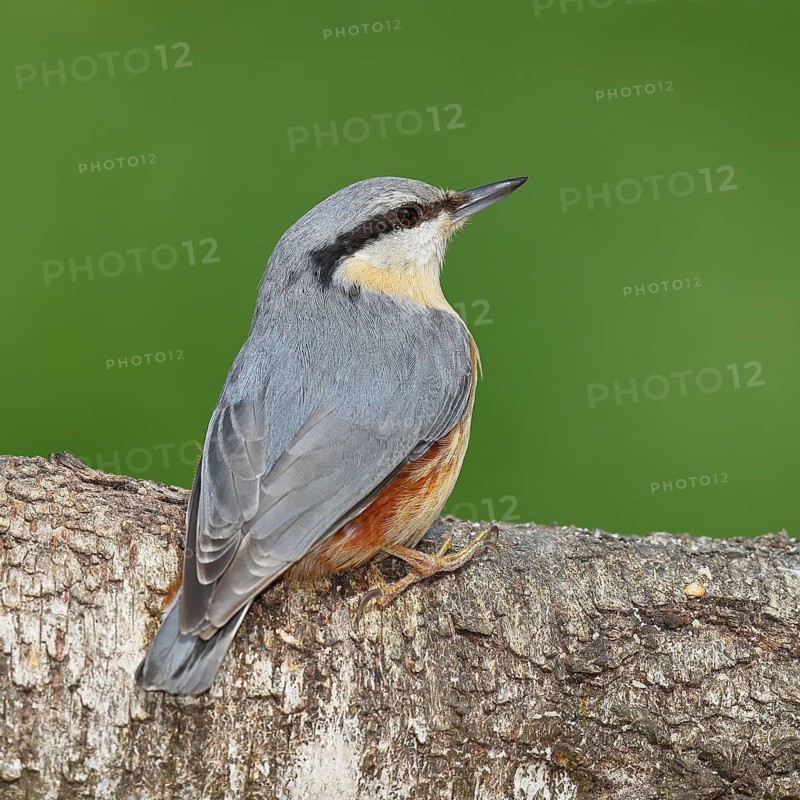 Eurasian nuthatch (Sitta europaea) sitting on a fallen birch trunk, Animals, Birds, Siegerland, North Rhine-Westphalia, Germany