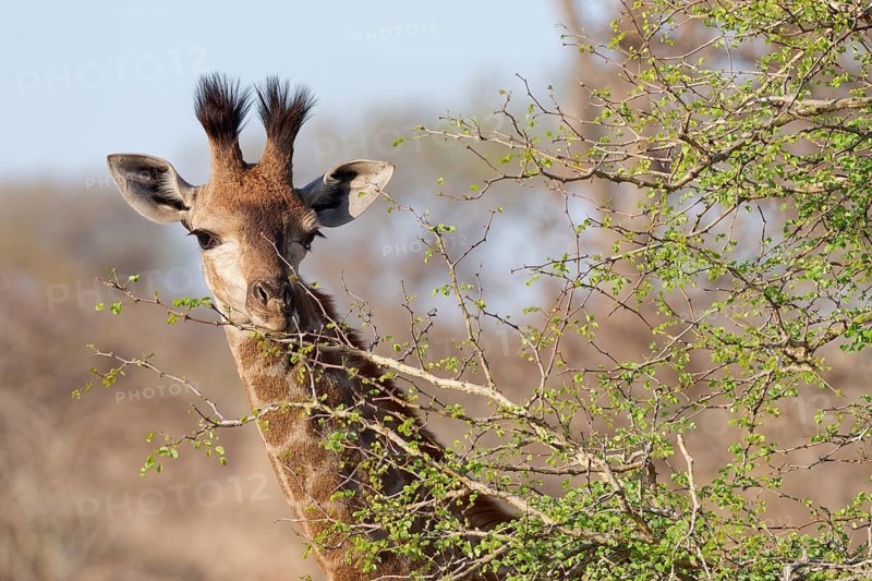 South African giraffe (Giraffa camelopardalis giraffa), young animal feeding on leaves, looking at camera, head close-up, Kruger National Park, South Africa