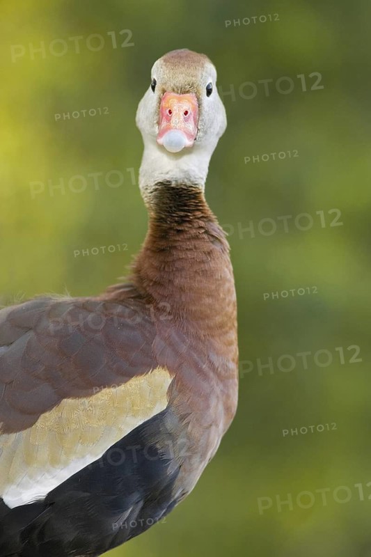Black-bellied Whistling Duck (Dendrocygna autumnalis), Arizona, USA