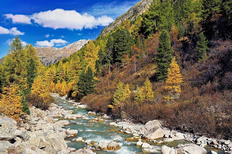 Autumn coloured larch forest (Larix), at the river Roseg, Val Roseg, Pontresina, Graubünden, Engadin, Switzerland