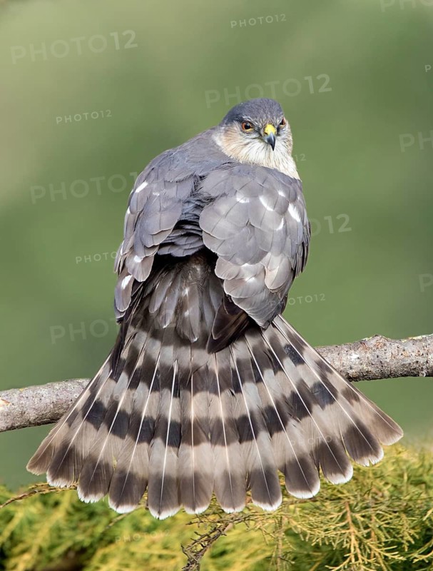 Adult Sharp-shinned Hawk, Accipiter striatus, fanning its tail in Saskatoon Saskatchewan
