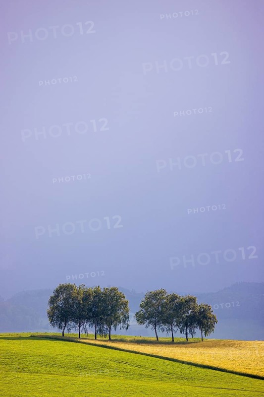 Group of birch trees (Betula spec), in bright sunlight against a grey sky, Mühlviertel, Upper Austria