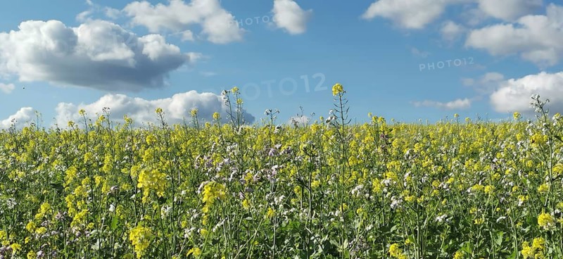 Flowery meadow with yellow and white flowers under a sky full of fluffy clouds, Frankenwald nature park Park, Upper Franconia