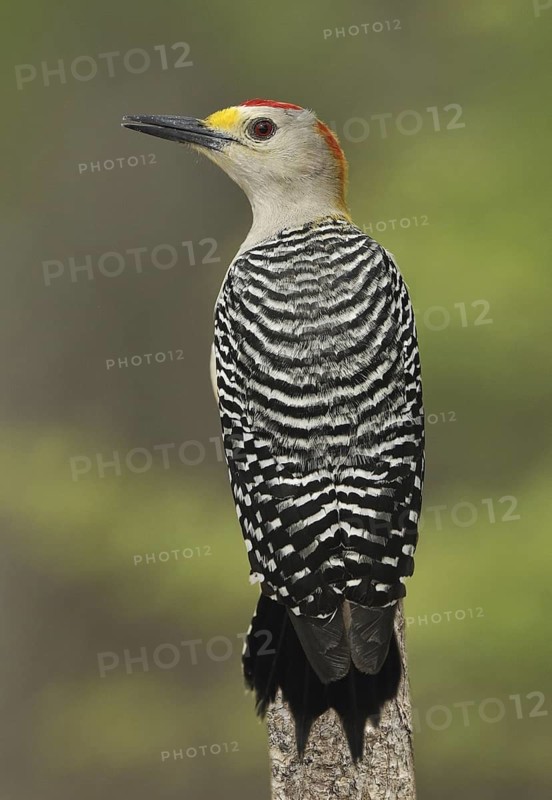 Golden-fronted Woodpecker (Melanerpes aurifrons), Texas, USA