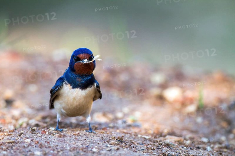 Barn Swallow (Hirundo rustica), Alicante, Spain