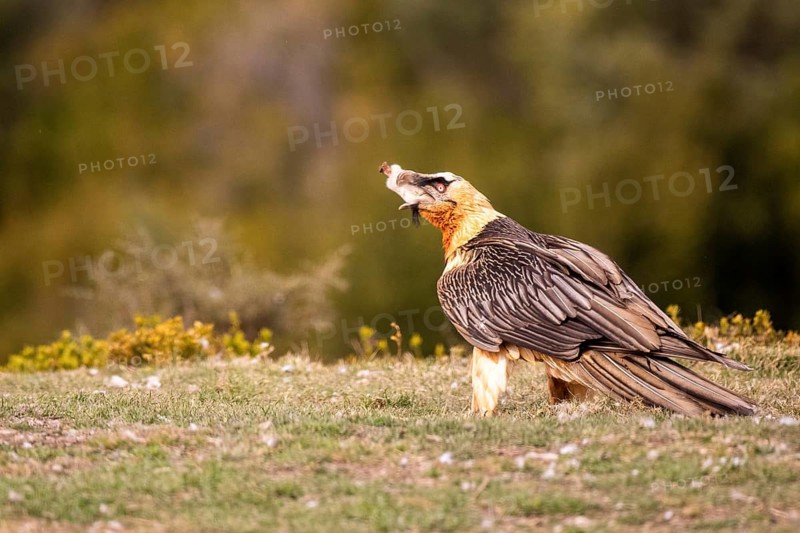 Bearded Vulture (Gypaetus barbatus) feeding, Aragon, Spain