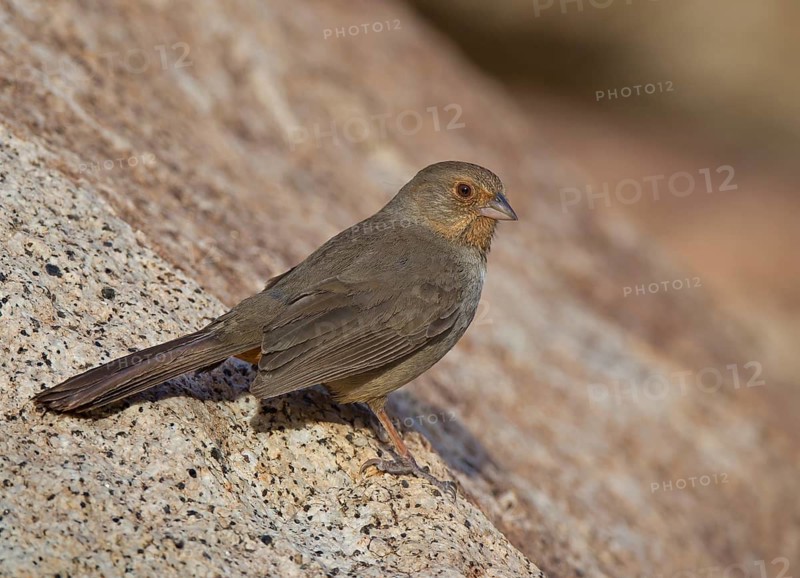 California Towhee (Melozone crissalis), California, USA