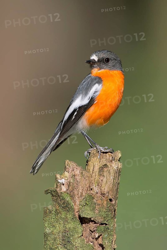 Flame Robin (Petroica phoenicea) male, Victoria, Australia