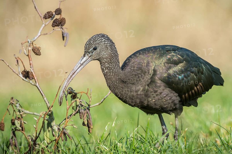 Glossy Ibis (Plegadis falcinellus), Schleswig-Holstein, Germany