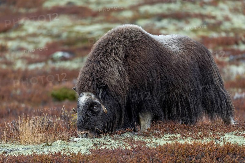 Lichens are an important food source for musk oxen (Ovibos moschatus), autumn, autumn landscape, Ruska, Tundra landscape, September, Norway