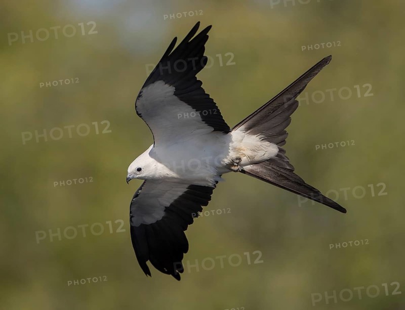 Swallow-tailed Kite (Elanoides forficatus) flying, Florida, USA