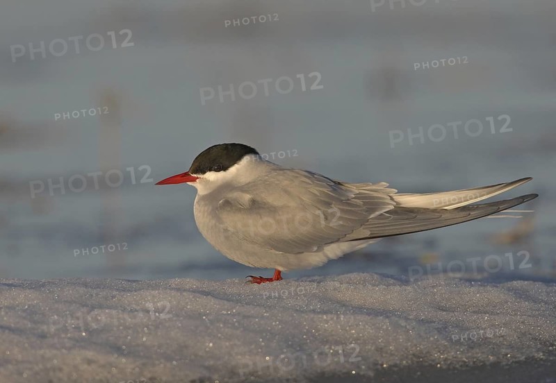 Arctic Tern (Sterna paradisaea), Alaska, USA