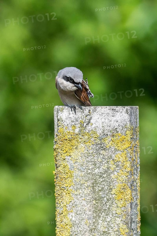 Red-backed shrike (Lanius collurio), Emsland, Lower Saxony, Germany