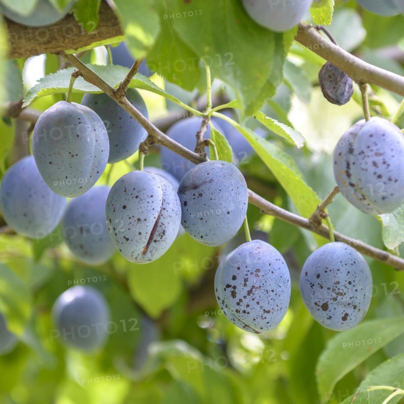 Plum (Prunus domestica 'Italienische Zwetsche'), Bundessortenamt, Marquardt testing centre, Marquardt, Brandenburg, Germany
