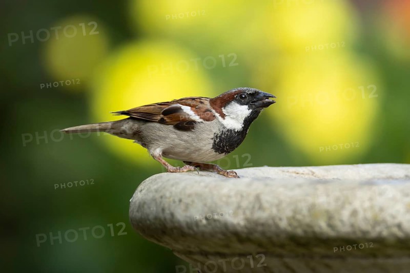 House sparrow (Passer domesticus) adult male bird drinking water from a garden bird bath in summer, England, United Kingdom
