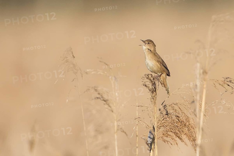 Savi's Warbler (Locustella luscinioides) male singing in reeds, Baden-Wuerttemberg, Germany