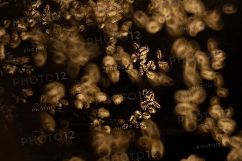 Delicate willow flowers bloom in a gentle springtime scene, soft focus bokeh enhancing their ethereal beauty. Perfect natural elegance captured in warm light