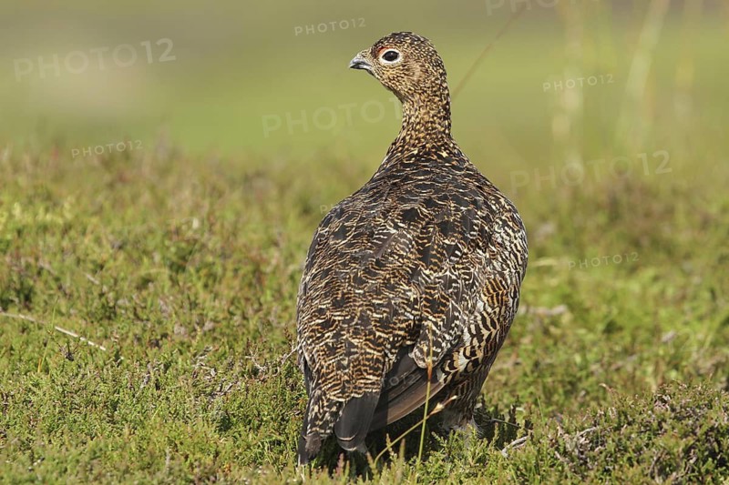 Red Grouse (Lagopus lagopus scotica), Scottish Highlands, United Kingdom
