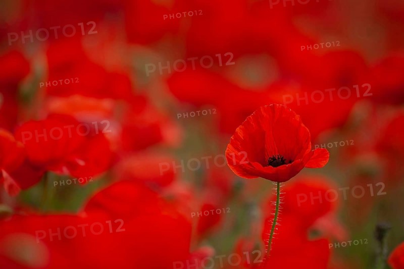 Common field poppy (Papaver rhoeas) red flower in a field of poppies in summer, Suffolk, England, United Kingdom