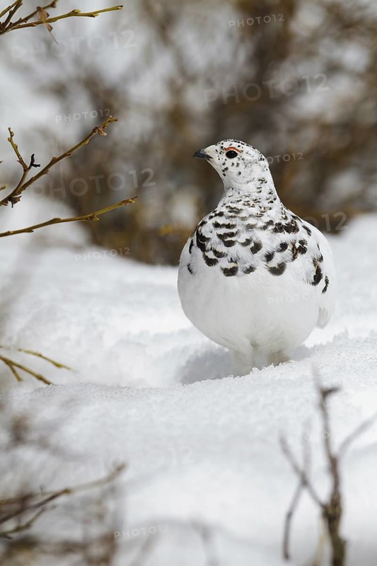 White-tailed Ptarmigan (Lagopus leucura), California, USA