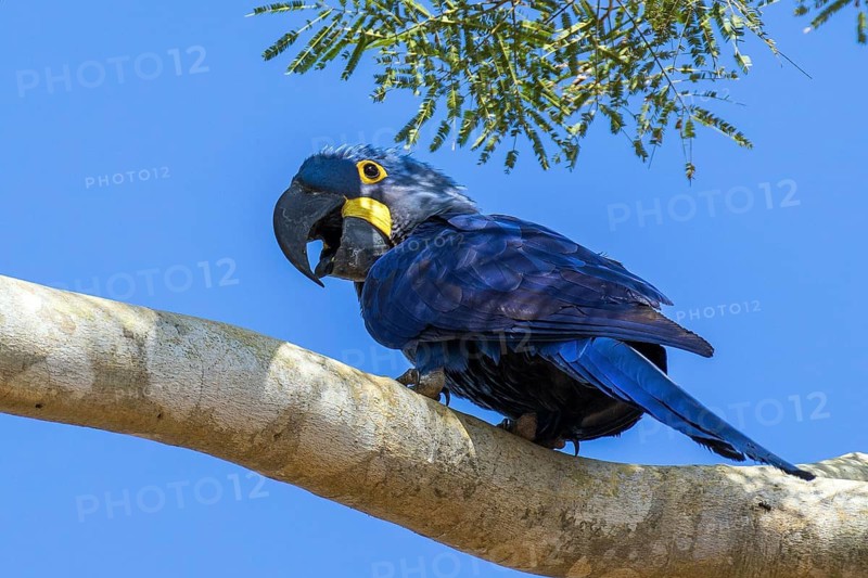Hyacinth macaw (Anodorhynchus hyacinthinus), South America, Brazil, Mato Grosso, Pantanal