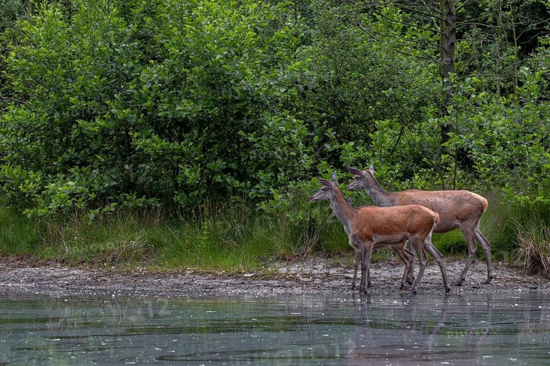 Red deer (Cervus elaphus), small animal and this year's calf well hidden between the two at a pond in the forest, family, baby animal, June, Germany