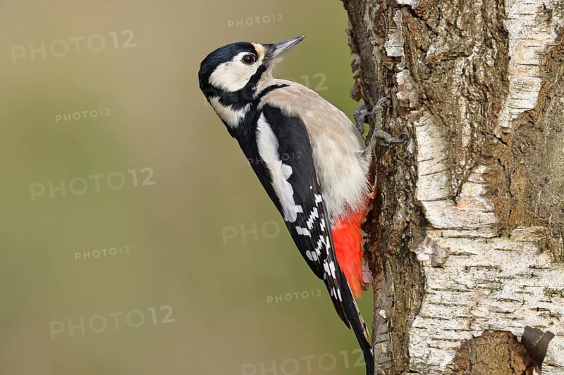 Great Spotted Woodpecker (Dendrocopus major), female, foraging on the trunk of a silver birch (Betula pendula), wildlife, woodpeckers, nature photography, autumn, Wilnsdorf, North Rhine-Westphalia, Germany