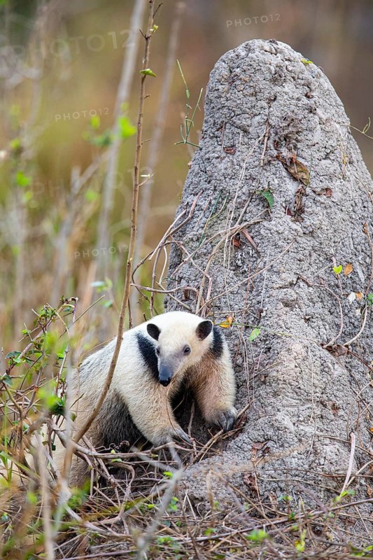 Southern tamandua (Tamandua tetradactyla) Pantanal Brazil