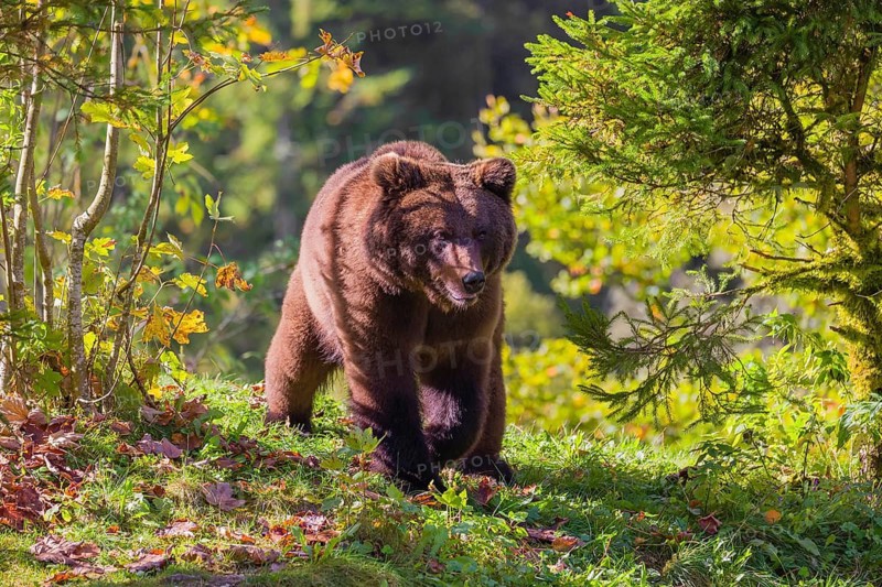 A young male Eurasian brown bear (Ursus arctos arctos) stands on a sunny morning on a meadow between bushes