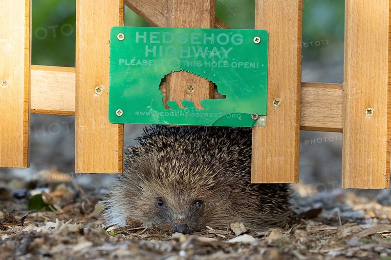European hedgehog (Erinaceus europaeus) adult animal walking through a hedgehog highway hole in a garden fence, England, United Kingdom