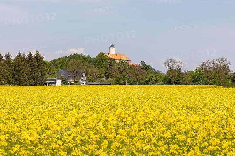 Schönfels Castle and rape field (Brasica Napus) in bloom, Altschönfels, district of Zwickau, Saxony, Germany