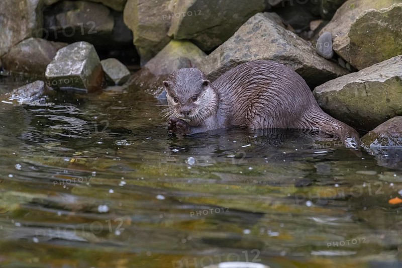 One oriental small-clawed otter or Asian small-clawed otter (Aonyx cinerea), sitting in the water of a small creek