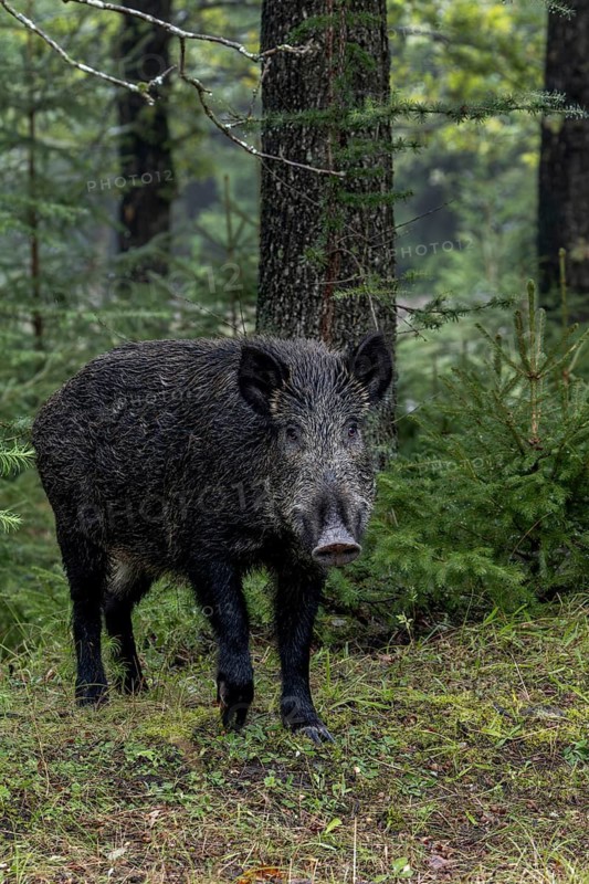 A sound alerts the wild boar (Sus scrofa), fattening year, acorn fattening, defensive, September, Denmark