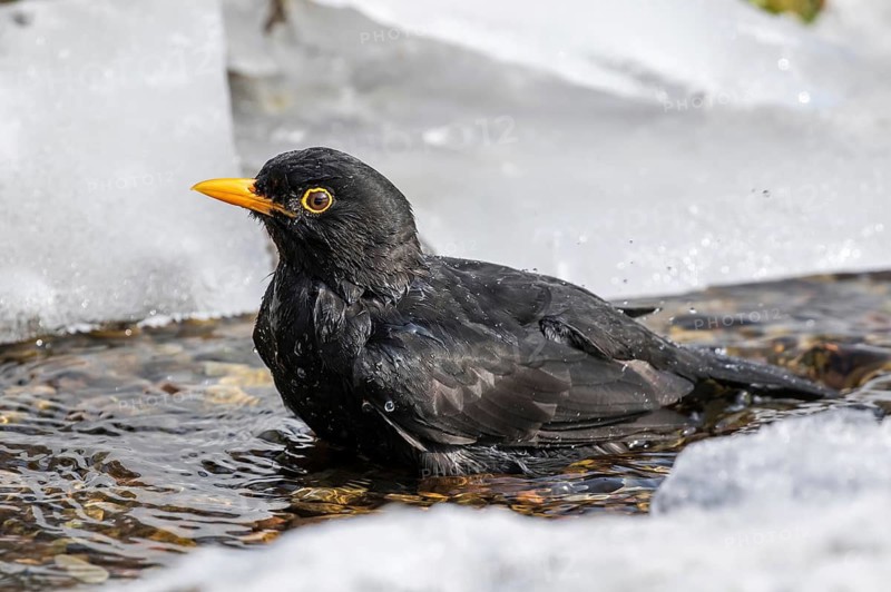 Common Blackbird (Turdus merula) male bathing in an icy creek, Mecklenburg-Western Pomerania, Germany