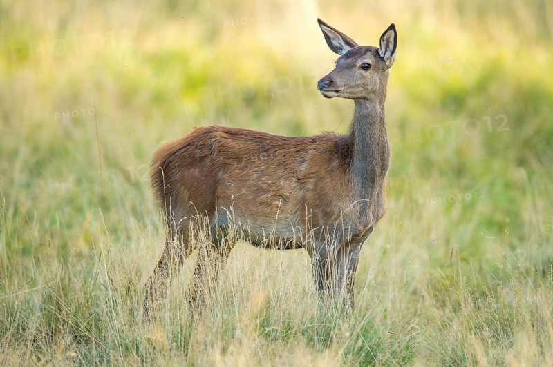 Red Deer (Cervus elaphus) fawn on meadow, Denmark