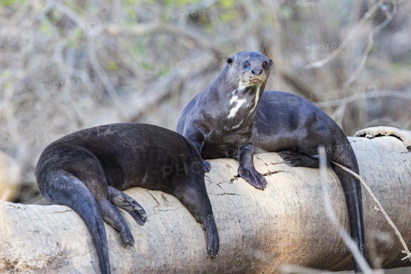 Giant otter (Pteronura brasiliensis) Pantanal Brazil