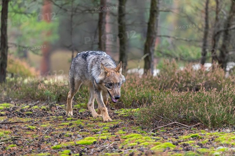 One young male eurasian gray wolf (Canis lupus lupus) running thru a forest with rocks and heather. Green vegetation in the background
