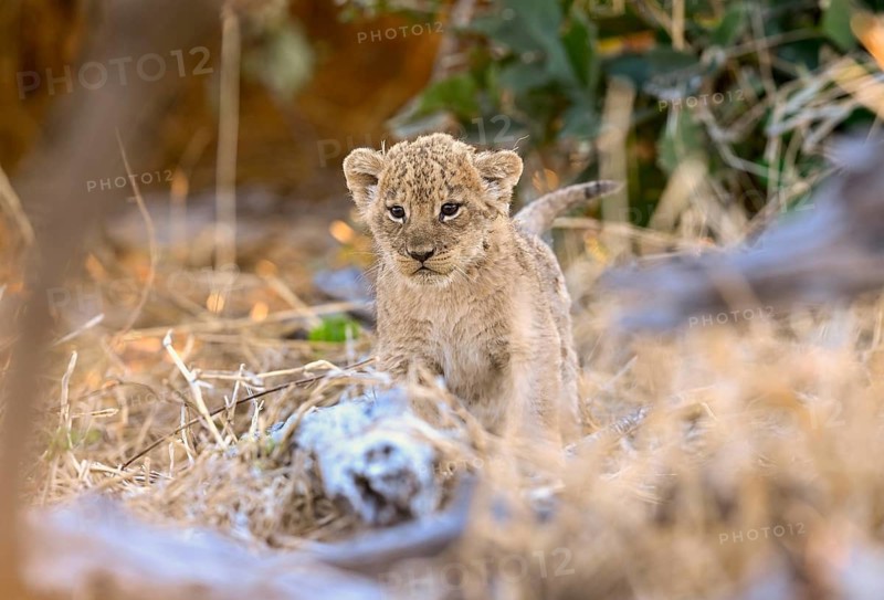 A young lion (Panthera leo) near Atzaró Camp, Okavango Delta, North-West District, Botswana