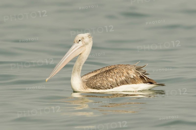 Pink-backed Pelican (Pelecanus rufescens) juvenile, Gambia