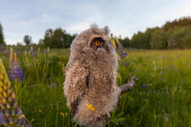 One young long-eared owl (Asio otus), sitting on a branch that is lying in a field of flowering lupines. Wide angle scene in late light