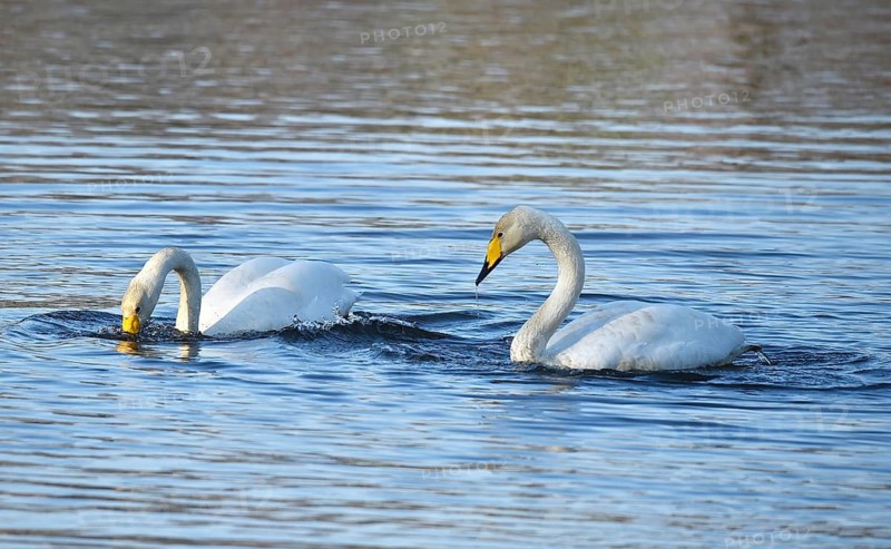 Whooper swans (Cygnus cygnus) on a lake, Schleswig-Holstein, Germany