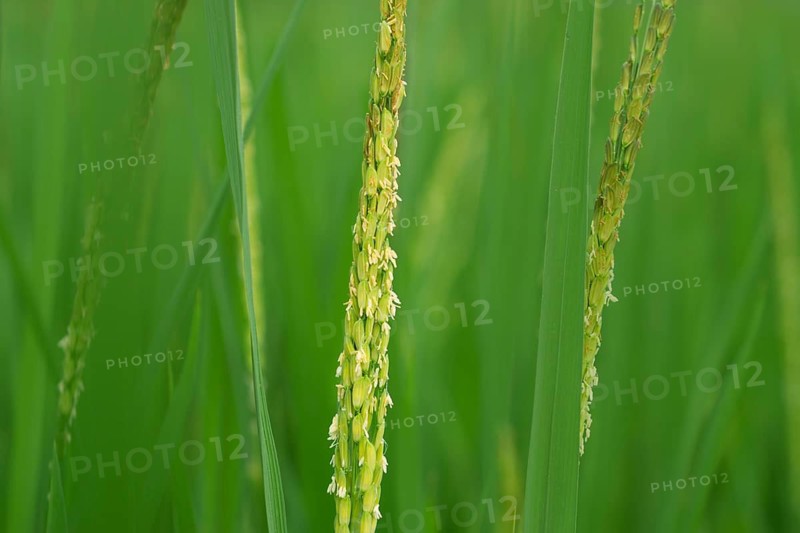 Close-up of vibrant green rice stalks with delicate grains and blooms.