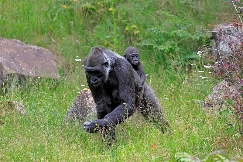 Western gorilla (Gorilla gorilla), adult, female, mother, carrying, infant, on her back, foraging