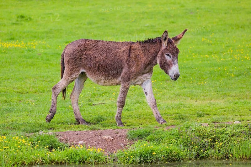 A mixed breed donkey runs across a green meadow